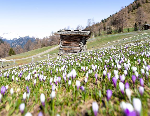 Krokusse
