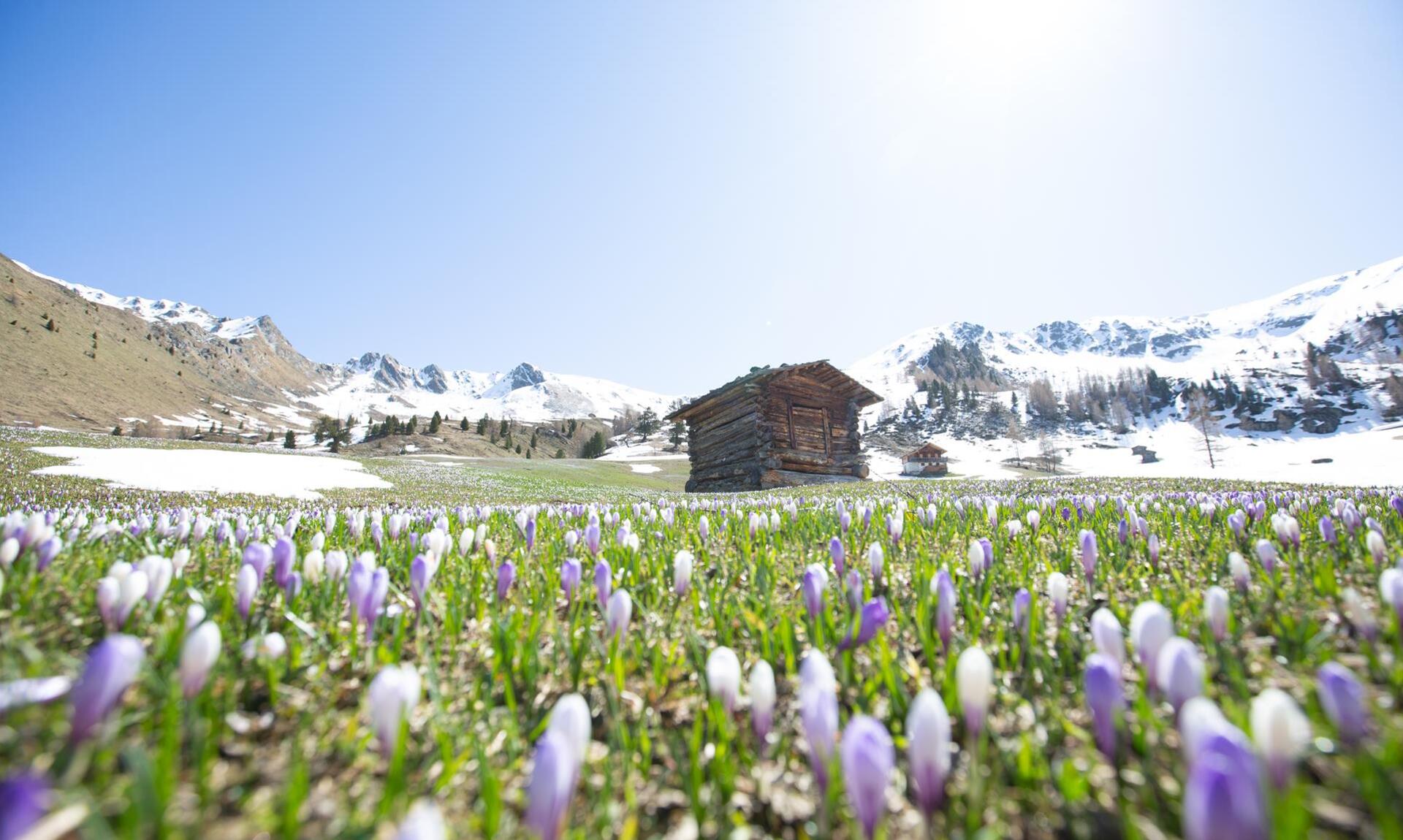 fruehling-tg-gsiesertal-kamilla-photography-29