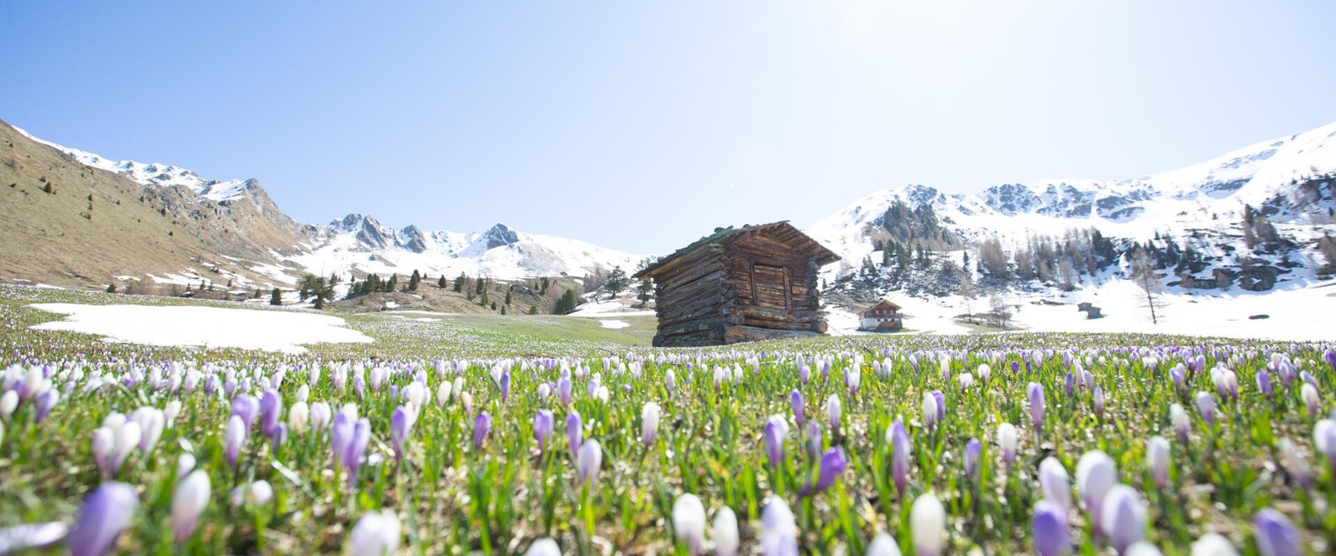 fruehling-tg-gsiesertal-kamilla-photography-29