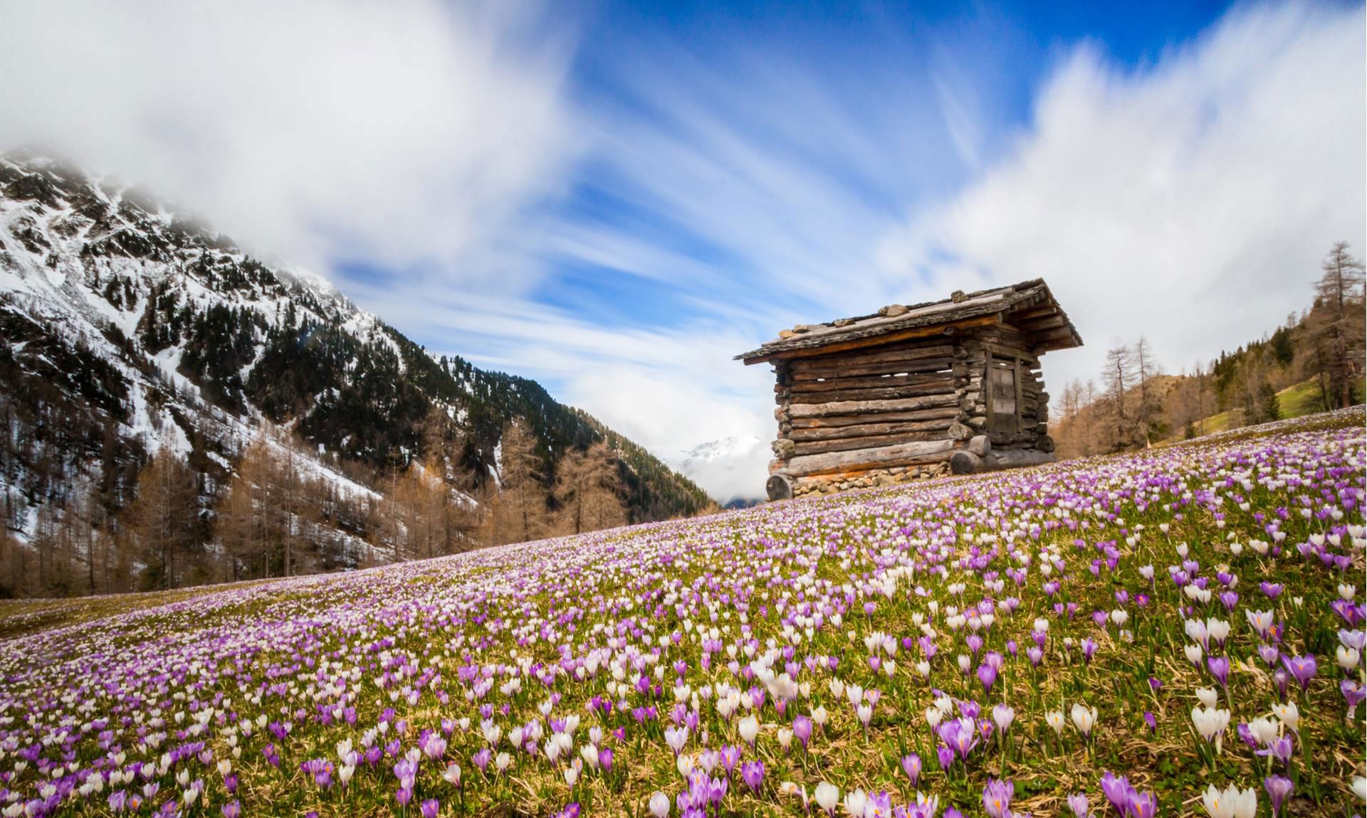 A little hut and a meadow full of crocus