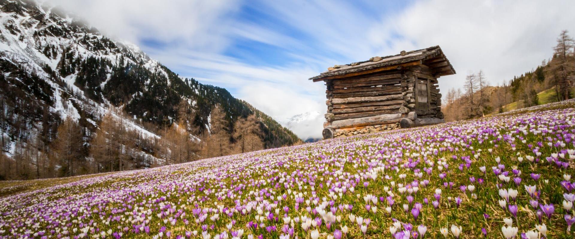 Una casetta e un prato pieno di crocchi