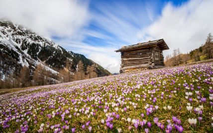A little hut and a meadow full of crocus