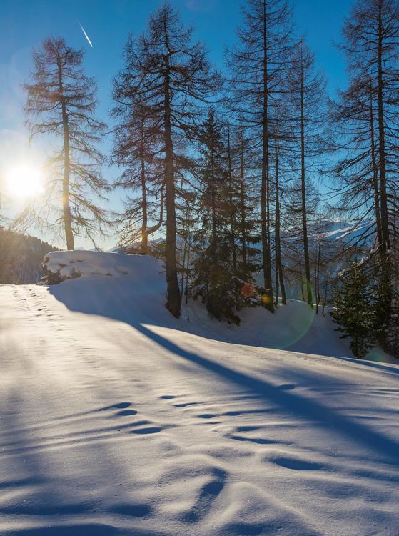 Un bosco in inverno