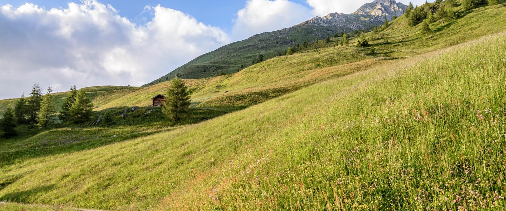 Sommer auf der Alm