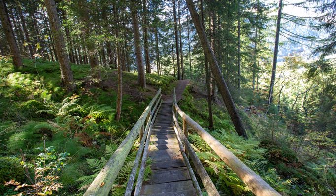 Ein Wanderweg in einem Wald